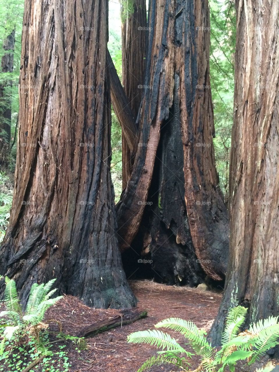 Muir Woods San Francisco California Redwood forest