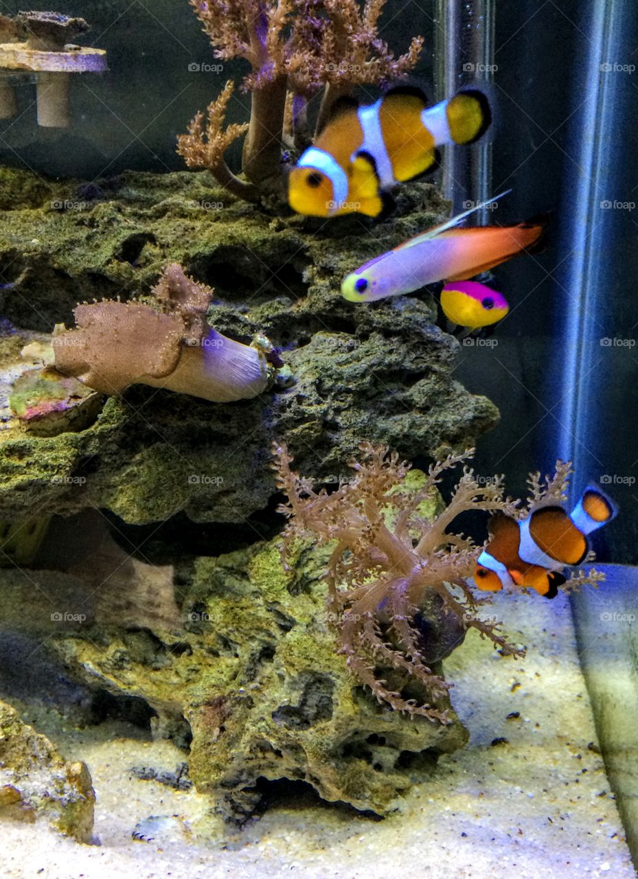 Nemos and friends 