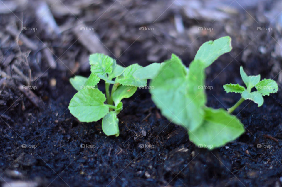 mellon fruit bud growing