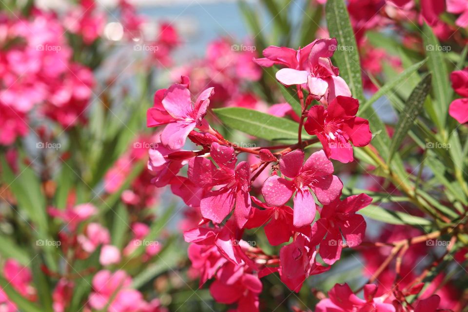 Floweres