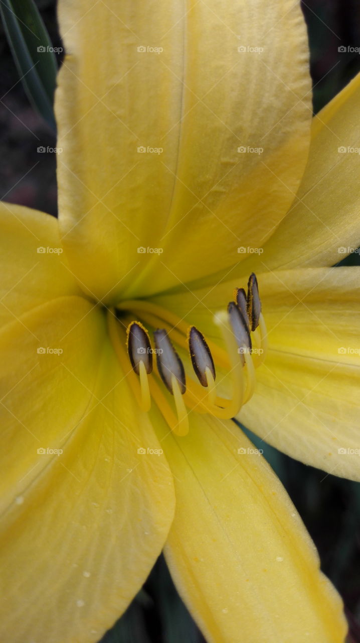 Yellow flower close-up macro