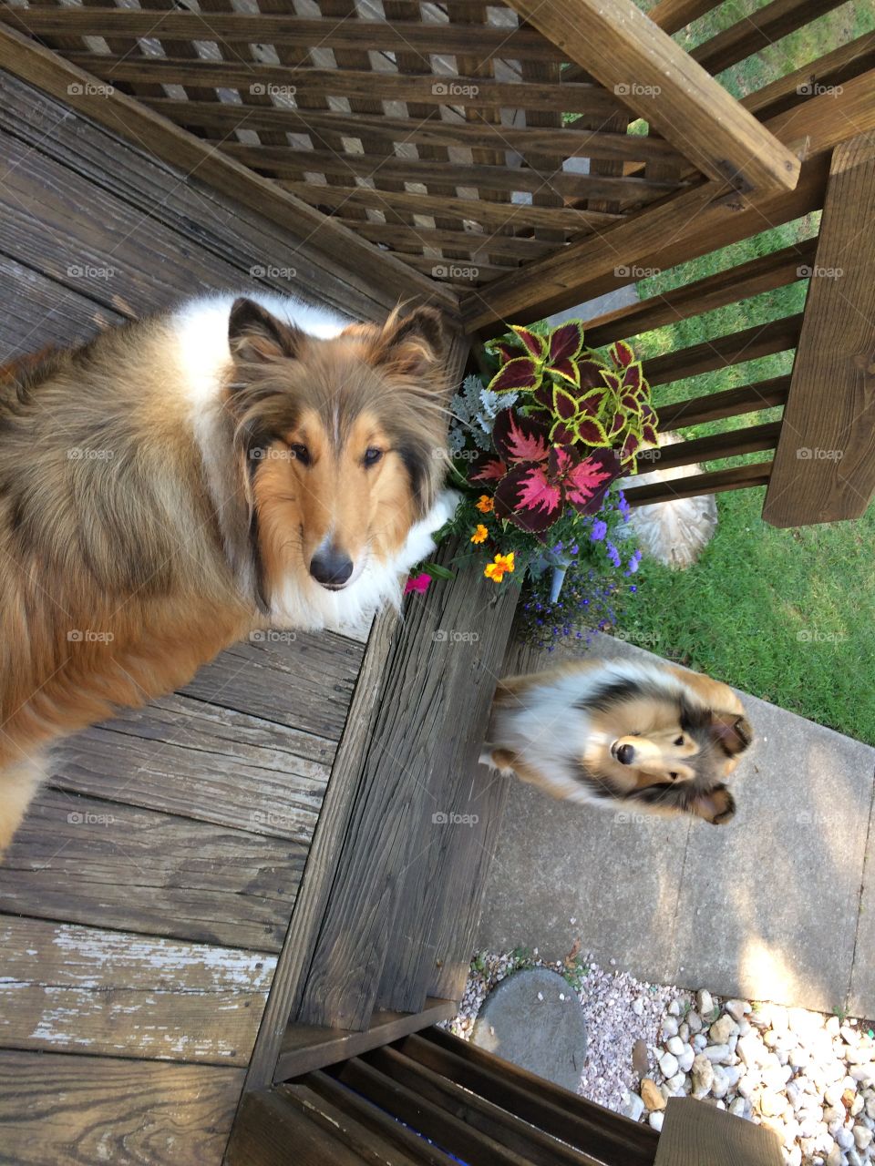 Two Collies 