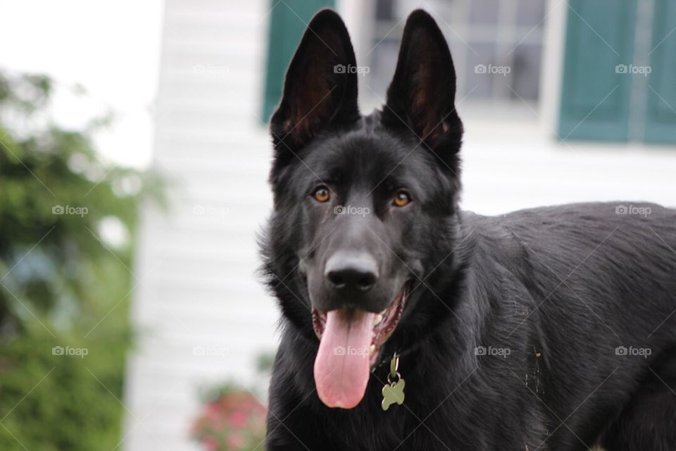 Our dog, Arrow, ready to fetch his ball. 