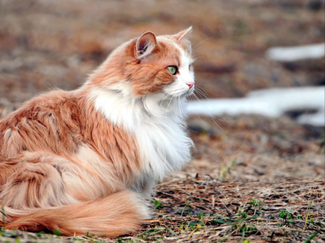 Calm cat 