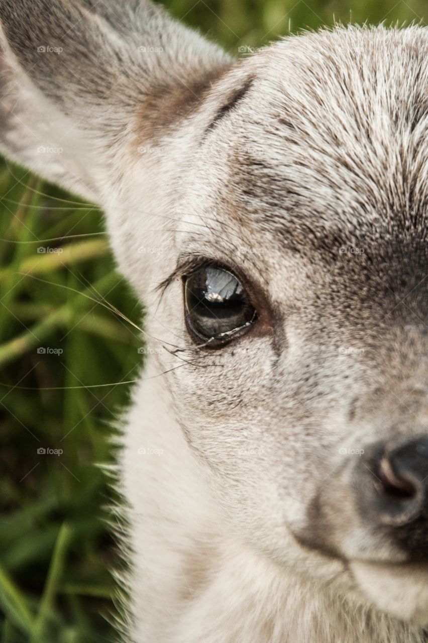 Baby deer’s eye