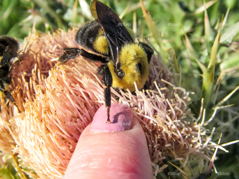 bumble bee touching woman's finger