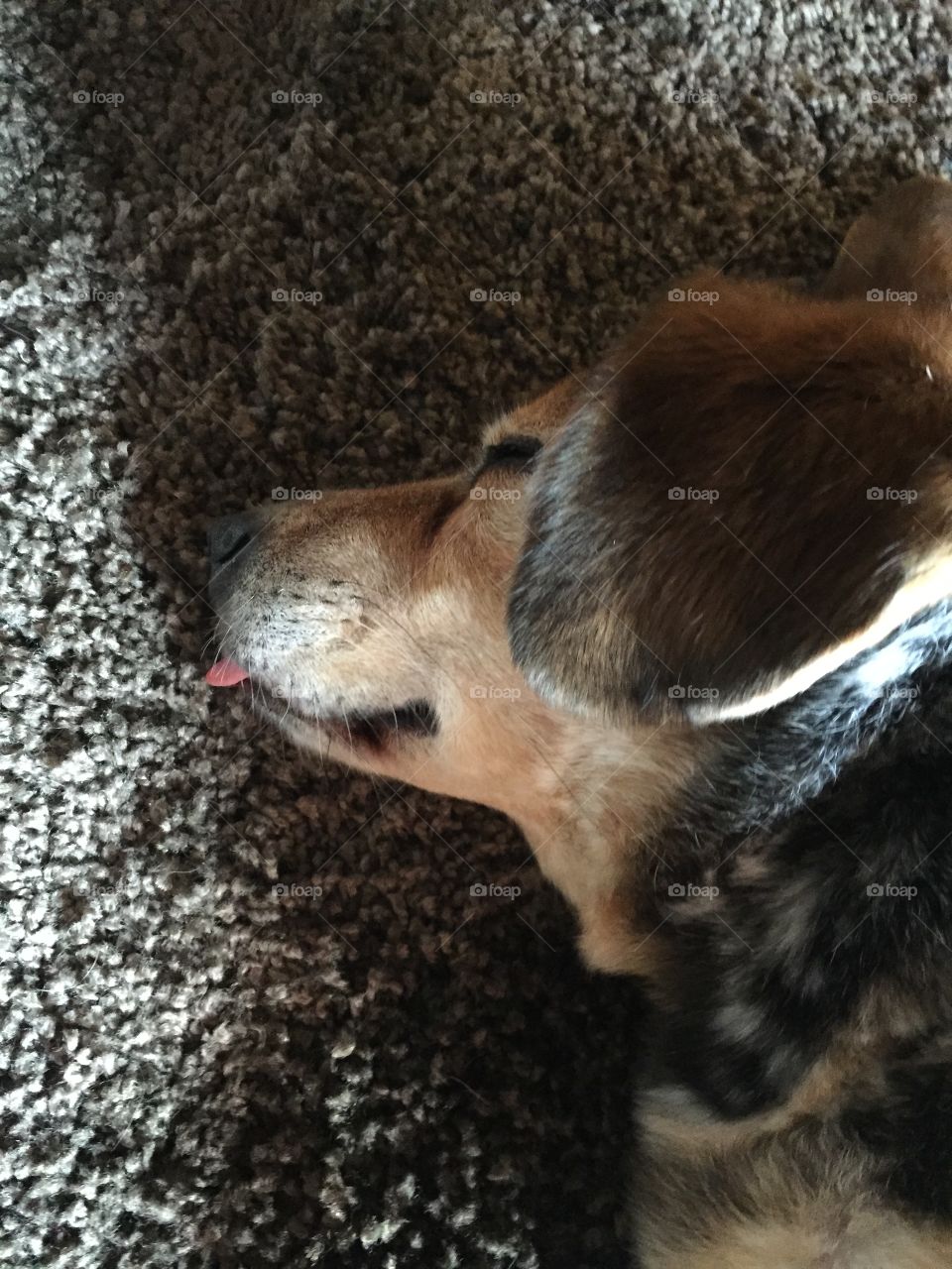 Let sleeping dogs lie. Snoozing pooch sticks out tongue