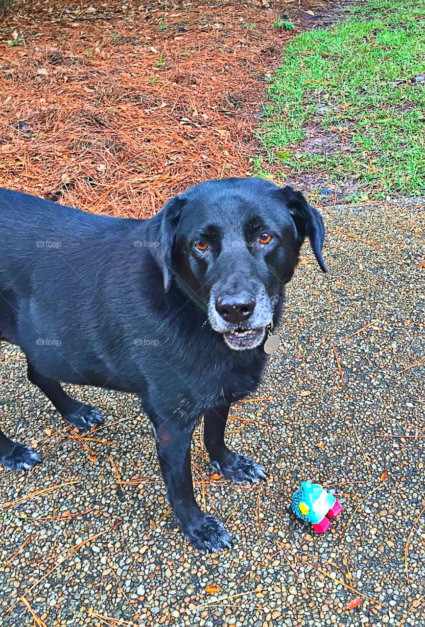 Black lab 