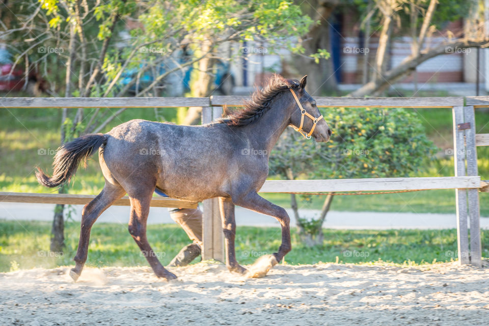 Horse, Mammal, Animal, Cavalry, Grass