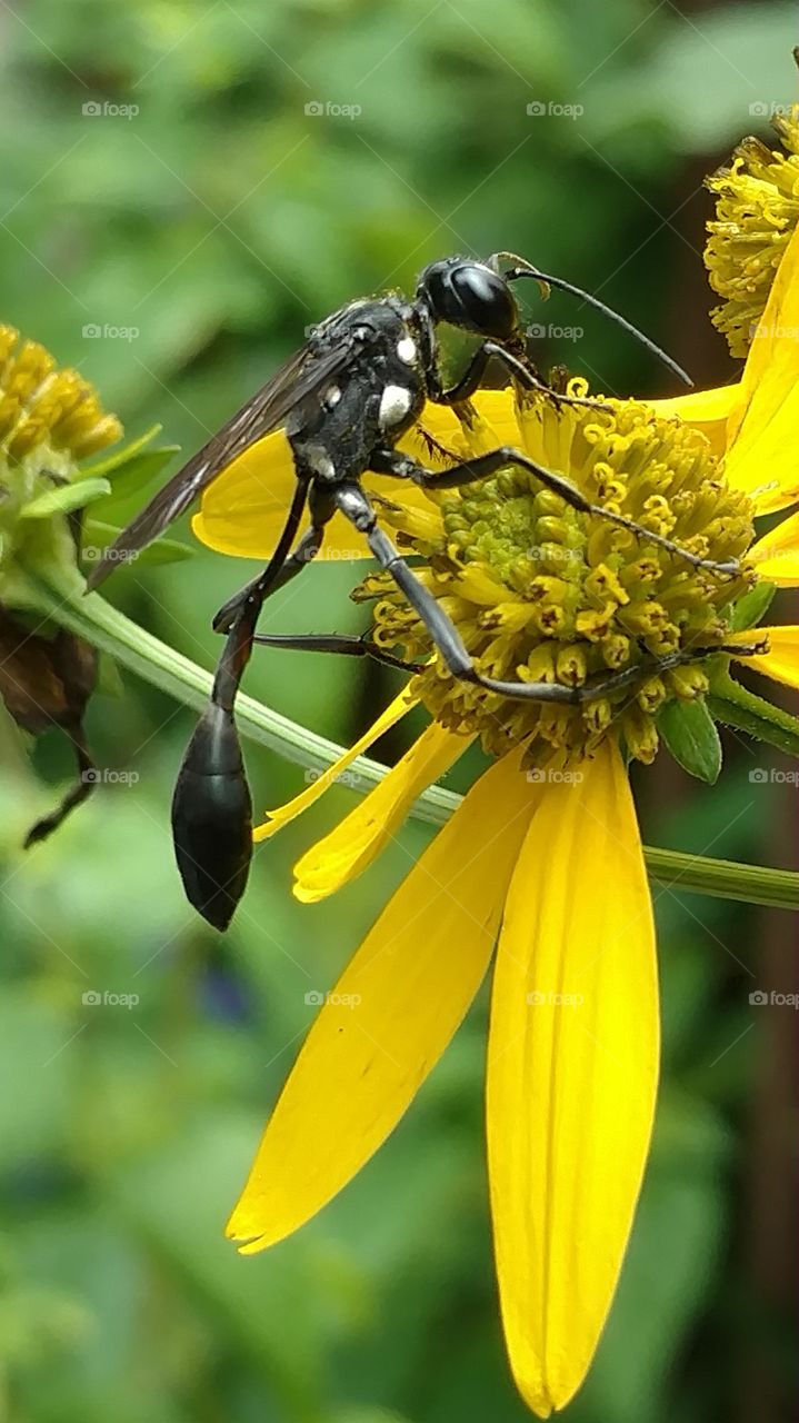 Nature, Insect, No Person, Outdoors, Summer