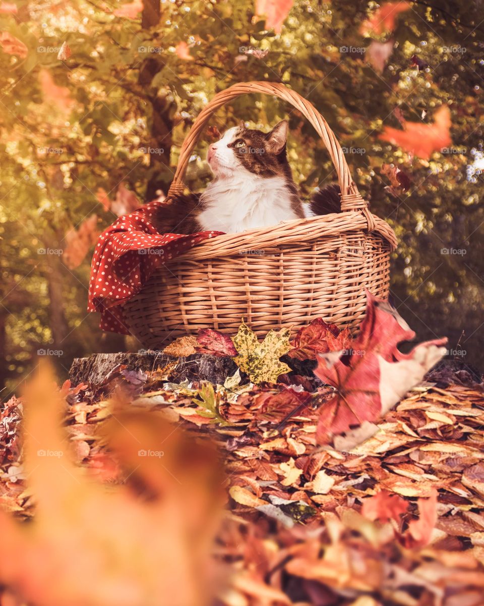 A cat sits in a basket & looks at the leafs that fall around him as autumn starts to take its course 