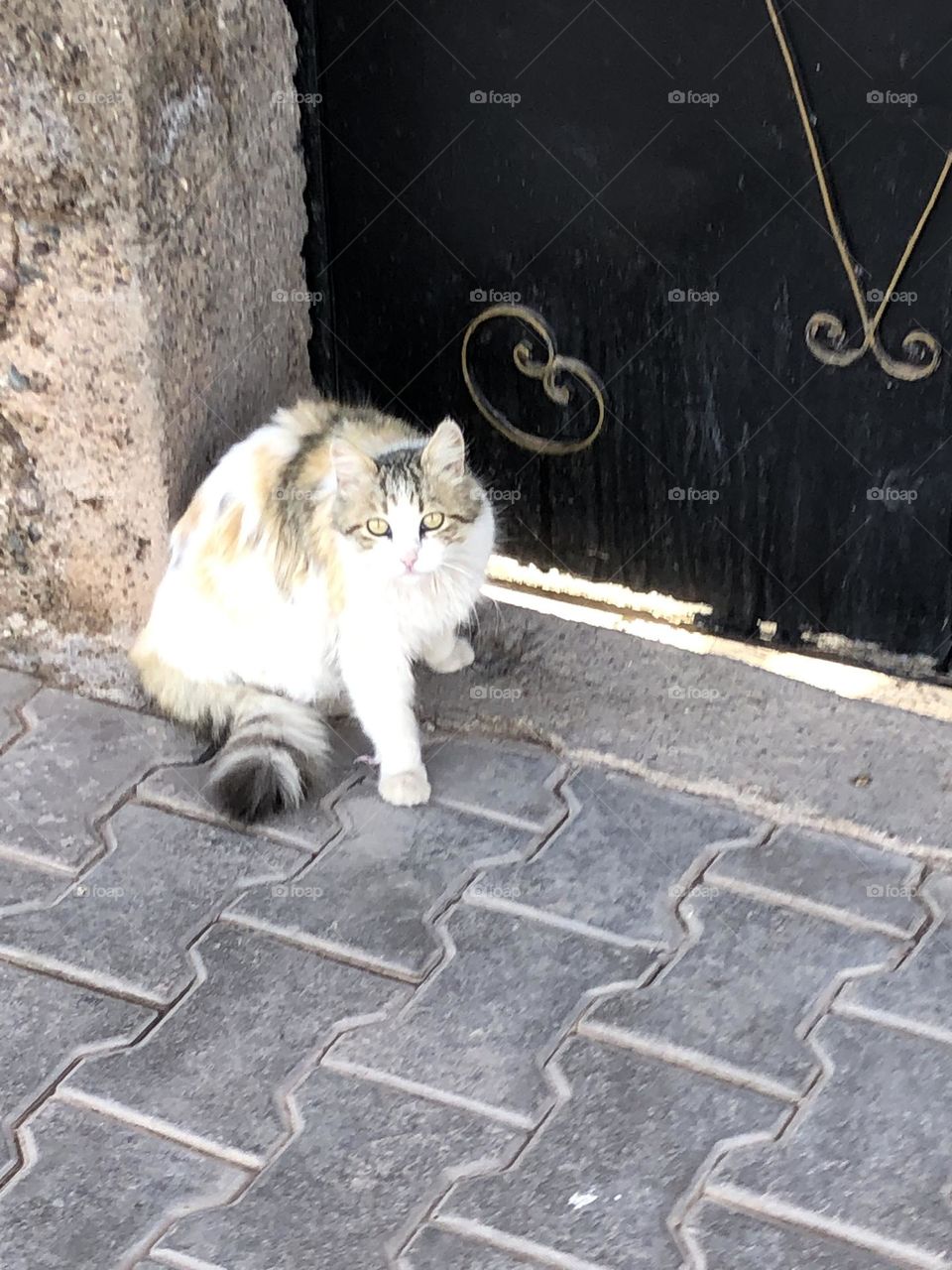 Beautiful cat looking at camera.