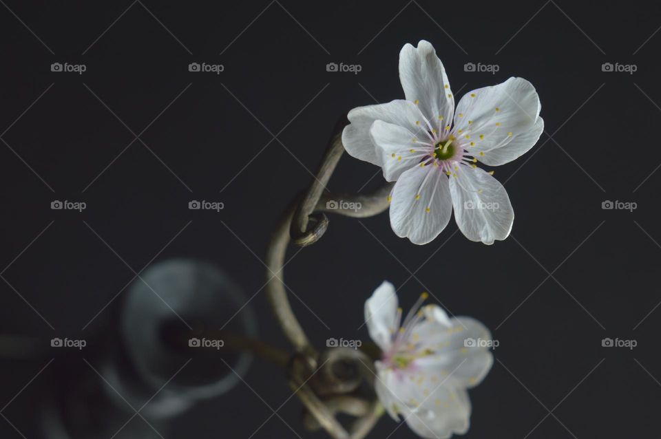 a beautiful white flower on a dry winding stem sticks out of a dark vase. dark background.