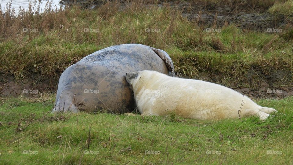 A seal feeding its young