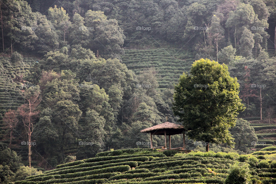 tea pavillion. A pavillion in the hangzhou tea plantation, China