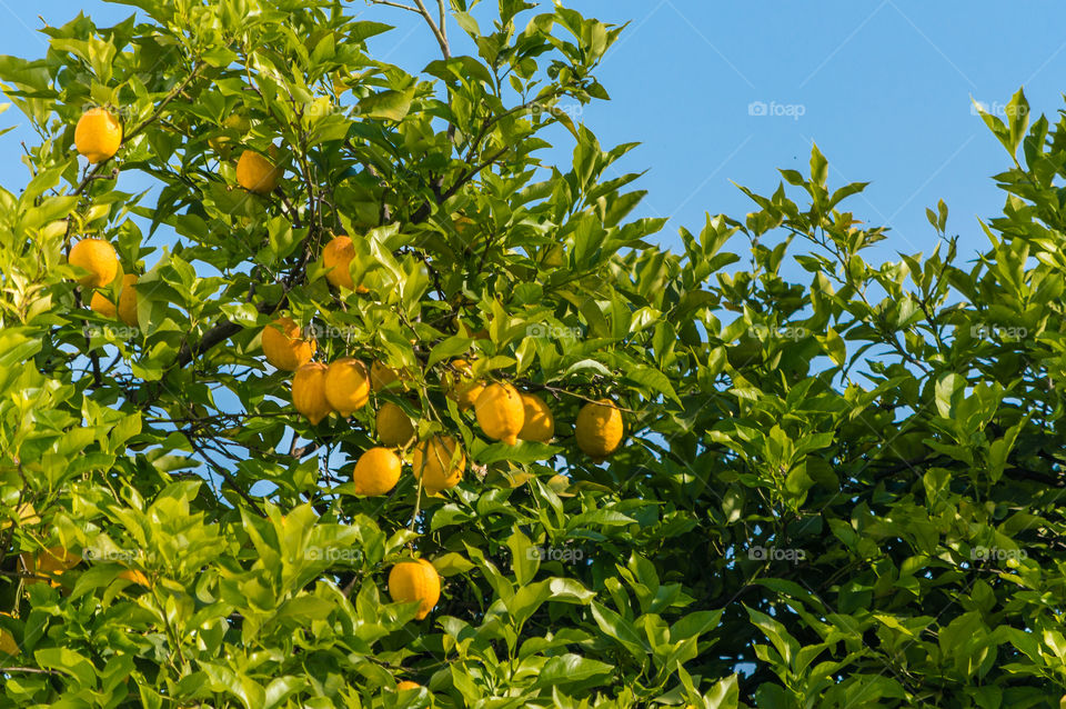 Lemon tree