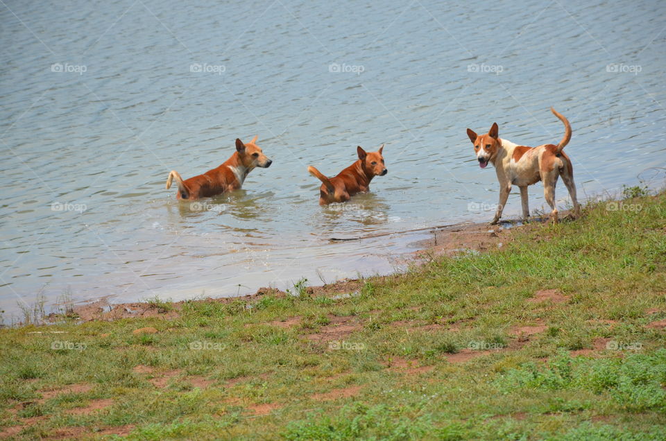 midday bath