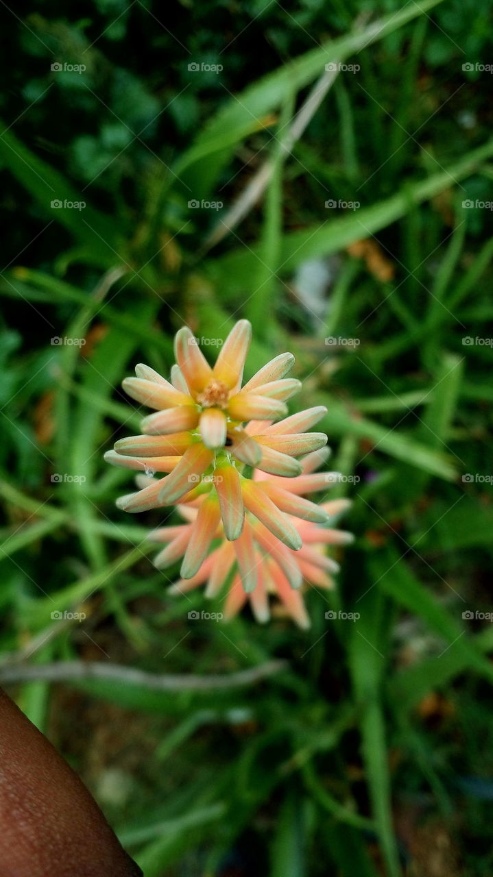 the beautiful light orange and green mixing colour cactus flowers in my garden