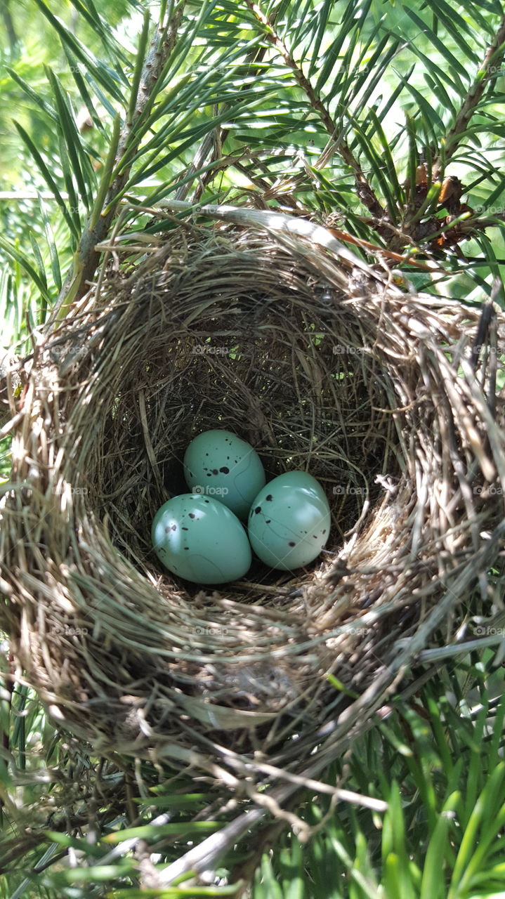 Nest, Easter, Egg, Hay, No Person