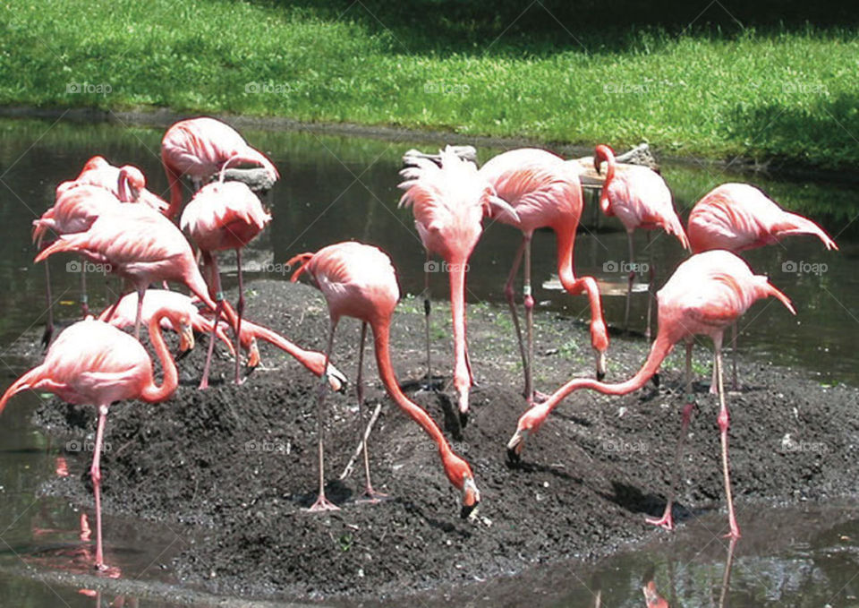A bunch of Flamingos