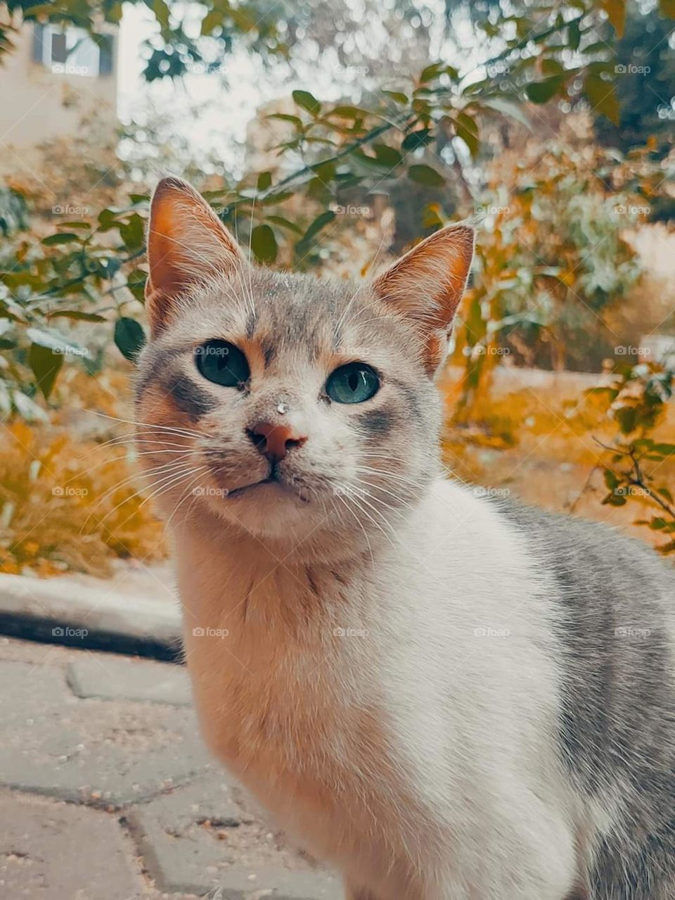 cutie cat 🤩