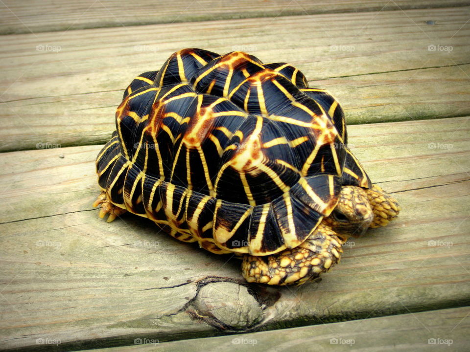 This is a turtle at the Columbus Zoo in Ohio.