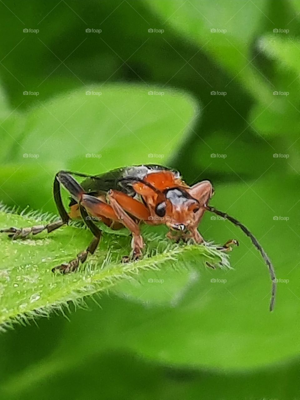 red &black bug on a hairy green leaf of azalea