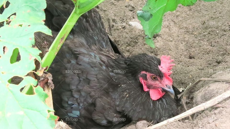 Rooster nesting