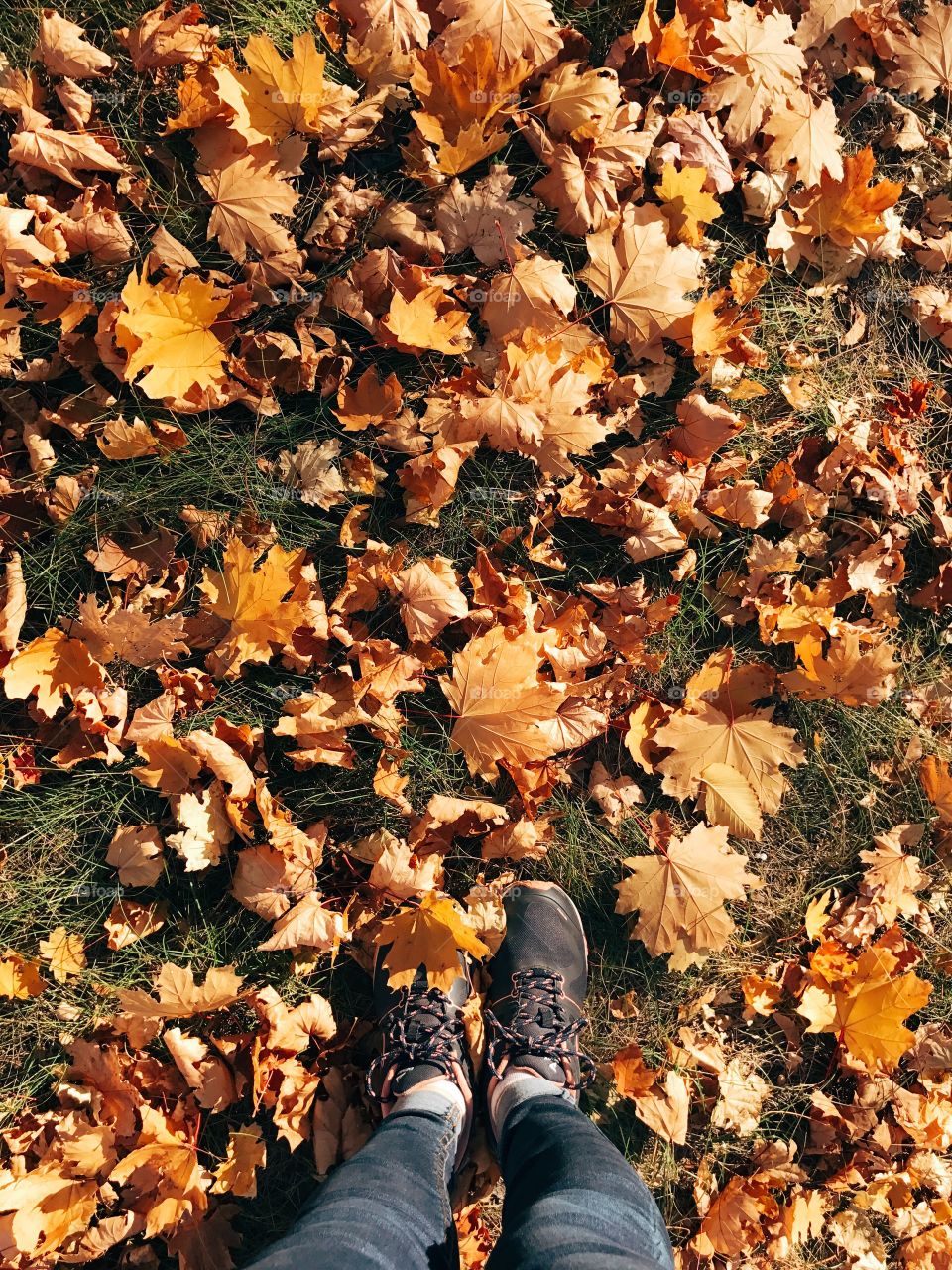 Women shoes on autumn leaves