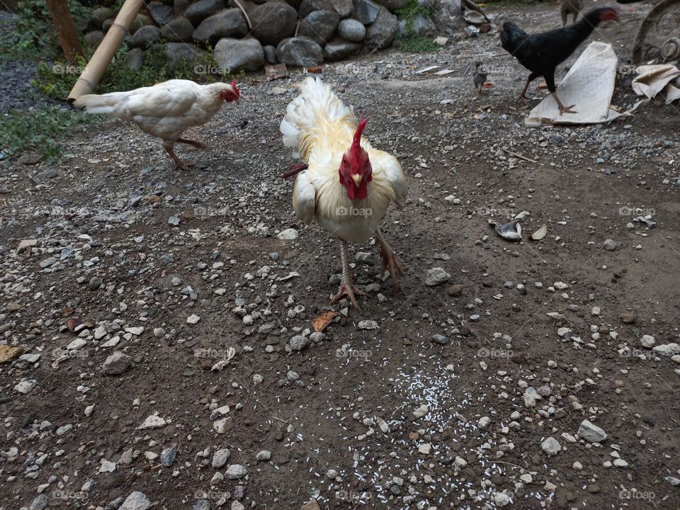The white rooster is in the yard being fed