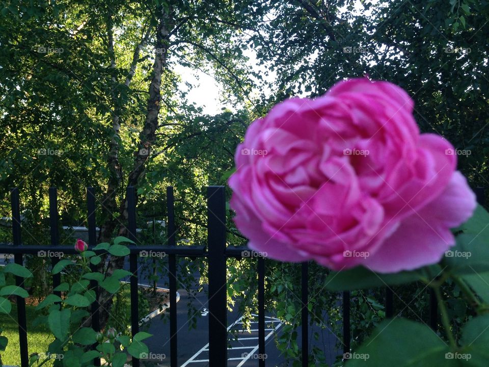 Rose at the Boston Temple 