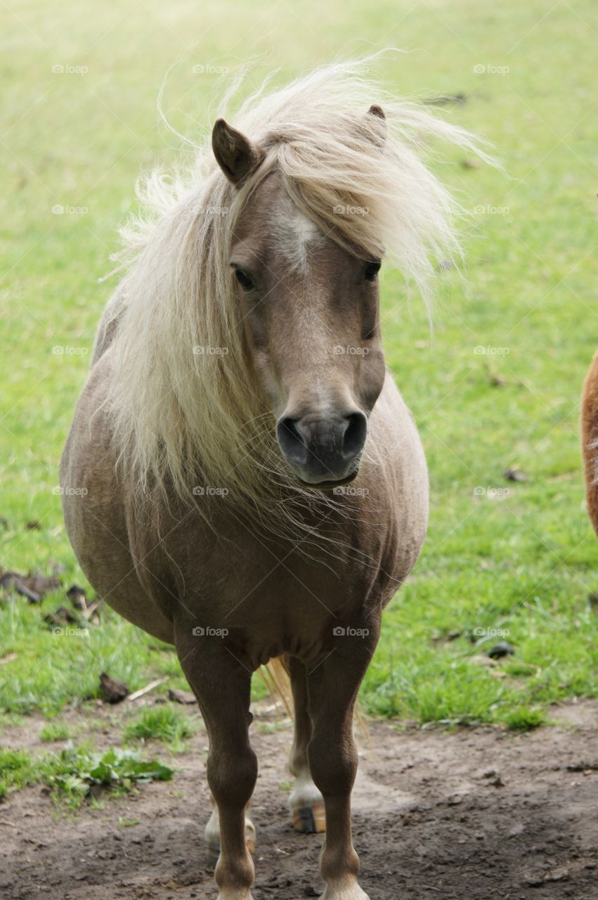 Close-up of horse