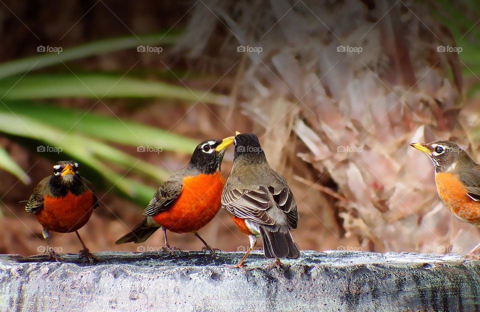 Migratory Robins in the Spring.