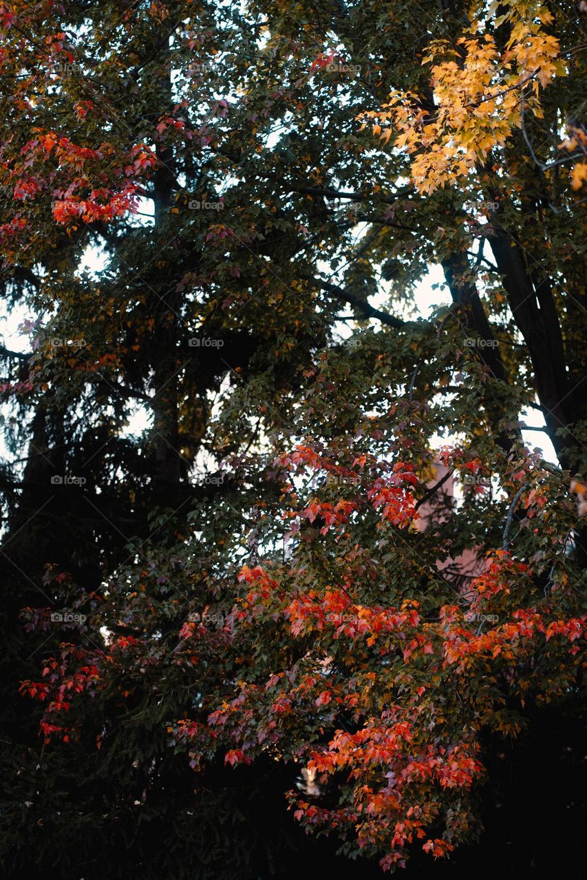 I love fall colors.  they ate vibrant and beautiful