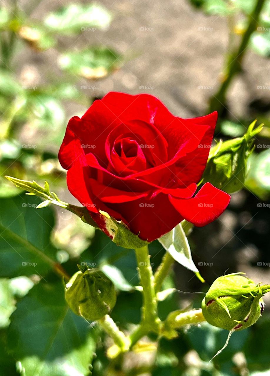 Ideal shape, bright color, lovely fruity aroma - all this can be taken into account when describing Veterans' Honor roses