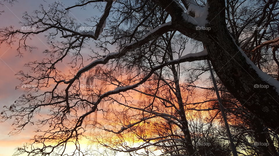 Close-up of bare tree at sunset