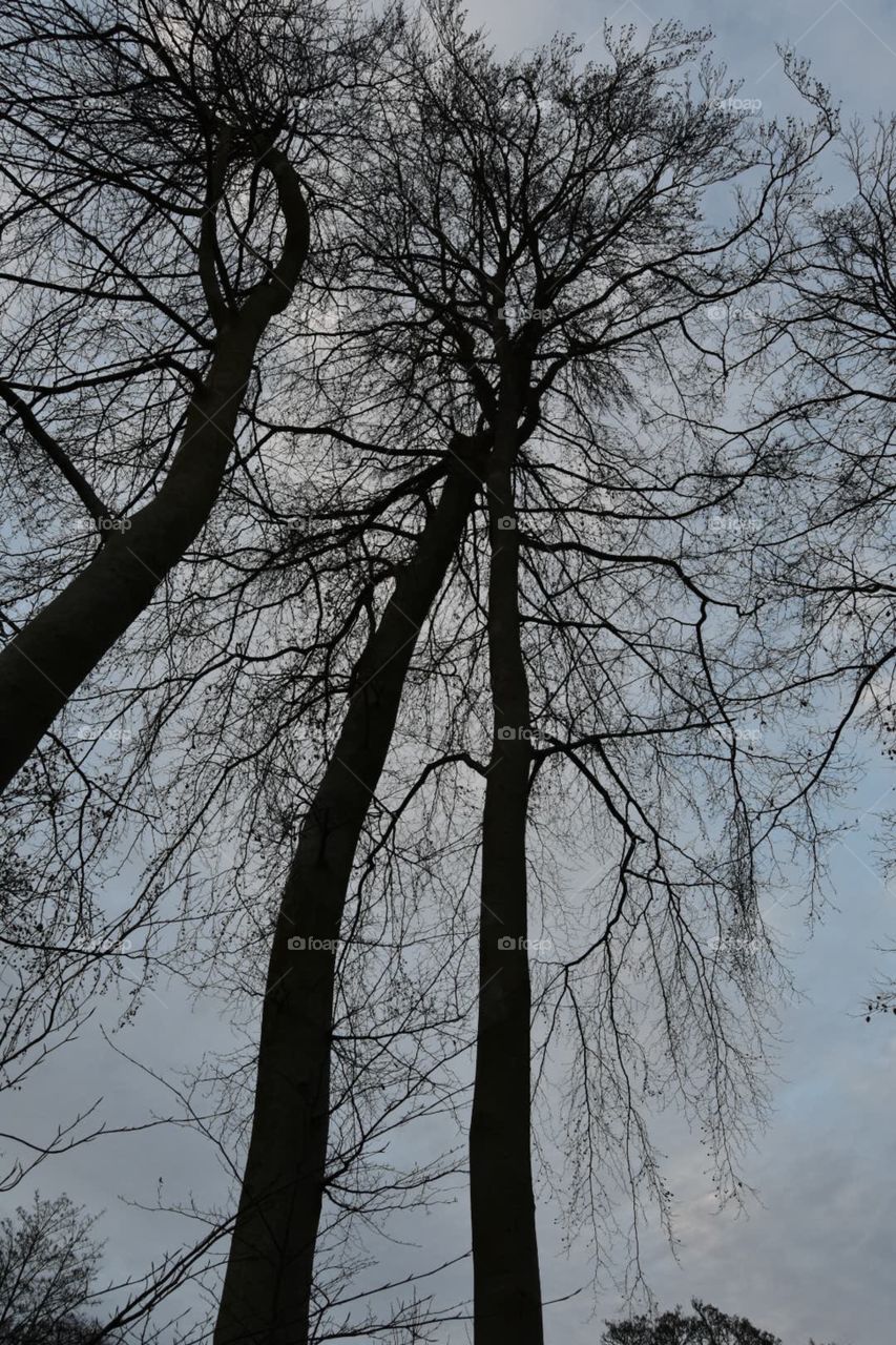Tree, Wood, No Person, Winter, Branch