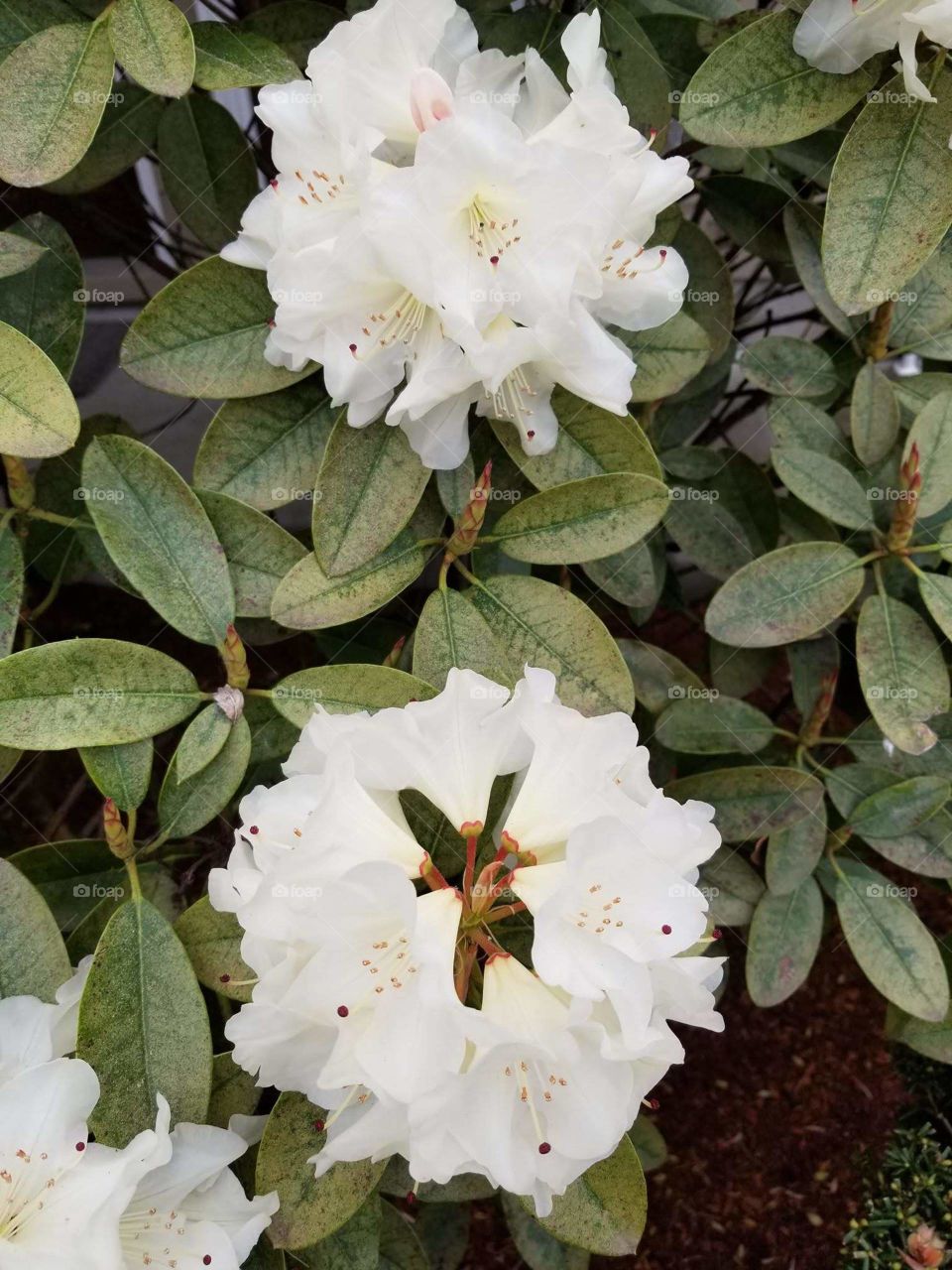 White rododendren flowers out side a church in Bothell Washington state USA. Picture taken in the morning