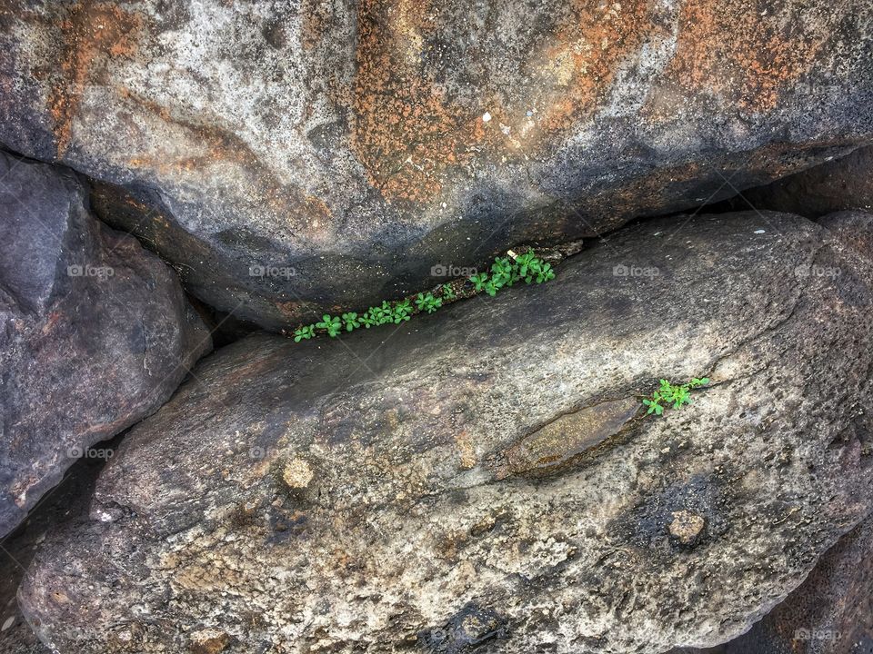 Tiny plants growing on rocks