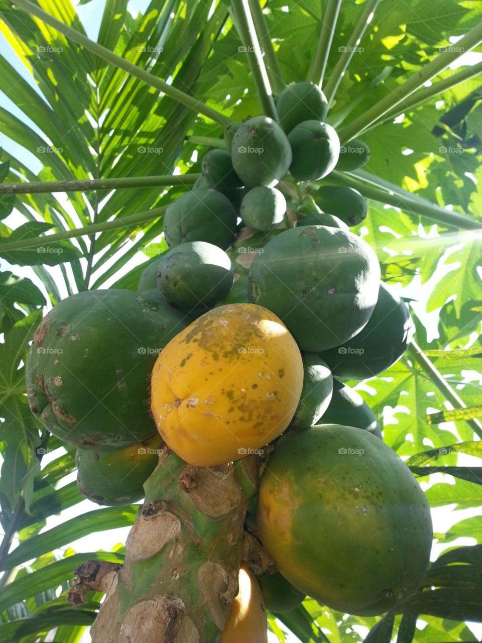 A ripe papaya.