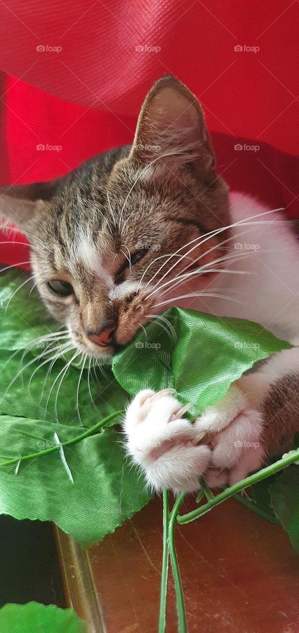 Editors'Choice:Photo of the week