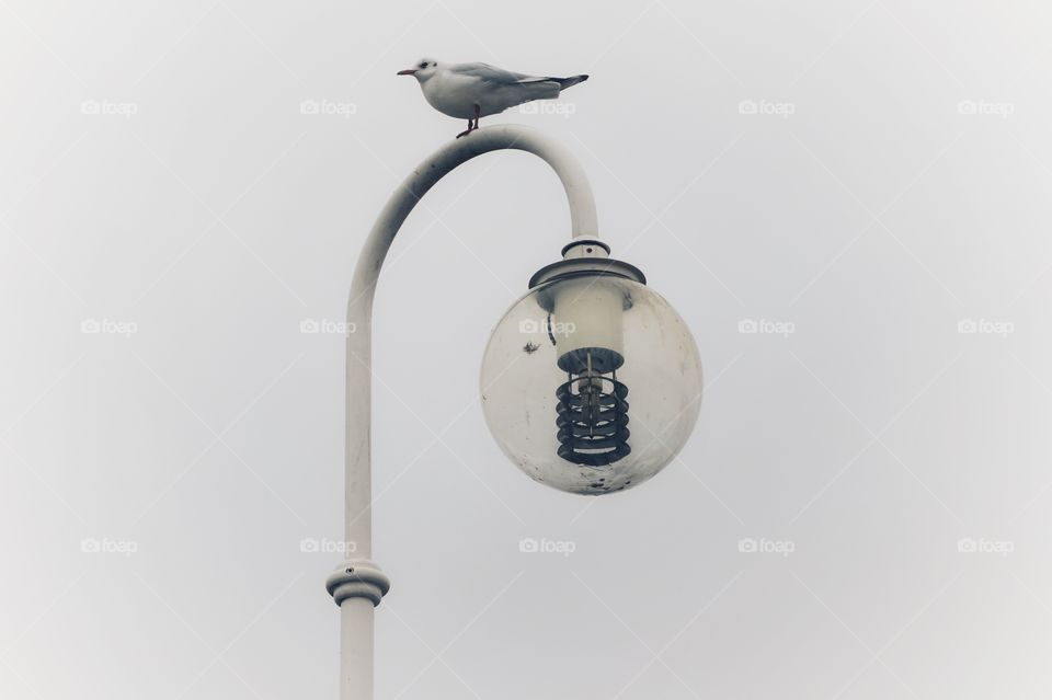 Pigeon on a street light 