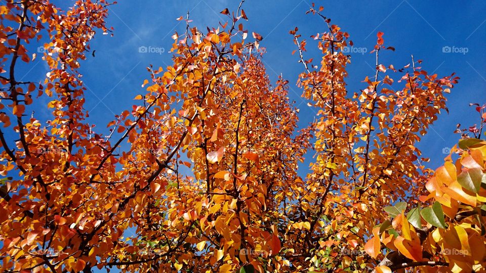 My favourite pear tree in gold