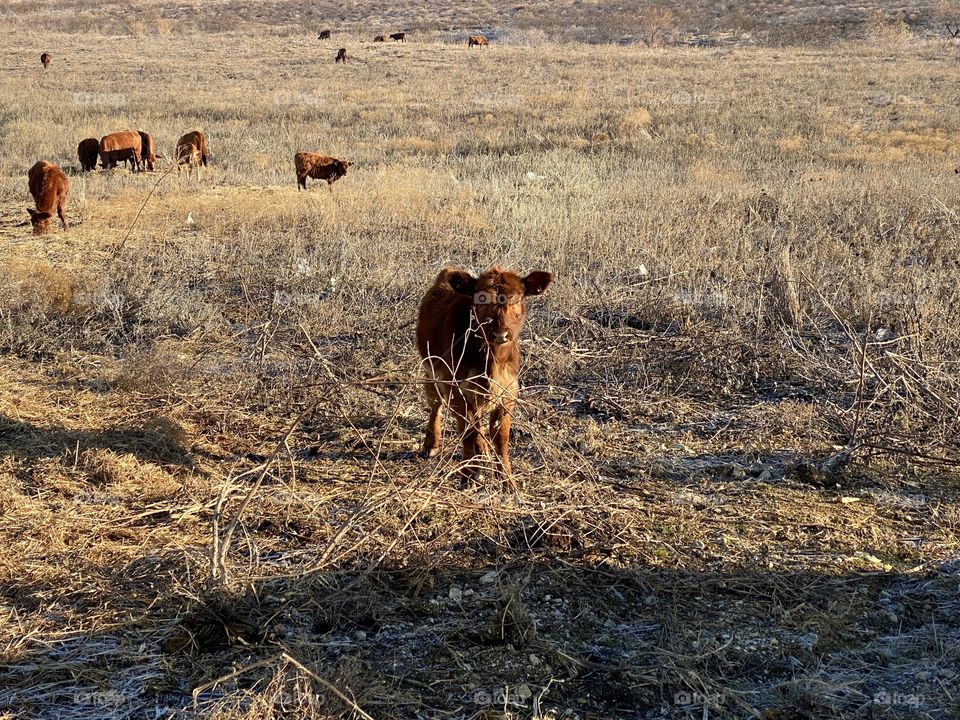 Baby Cow