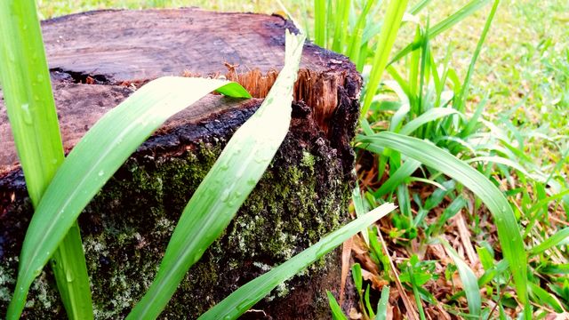 WOOD IN THE FOREST
