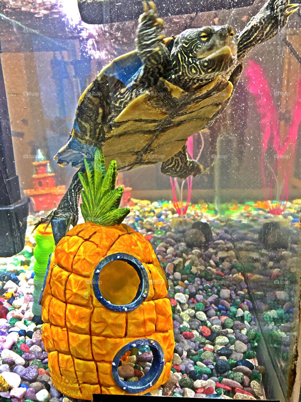 Turtle happy in tank