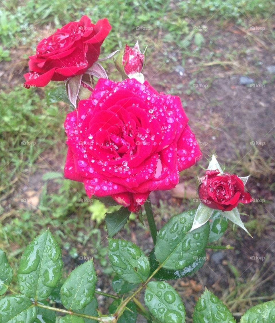 Dewy Roses. My mother's roses, in her garden. 