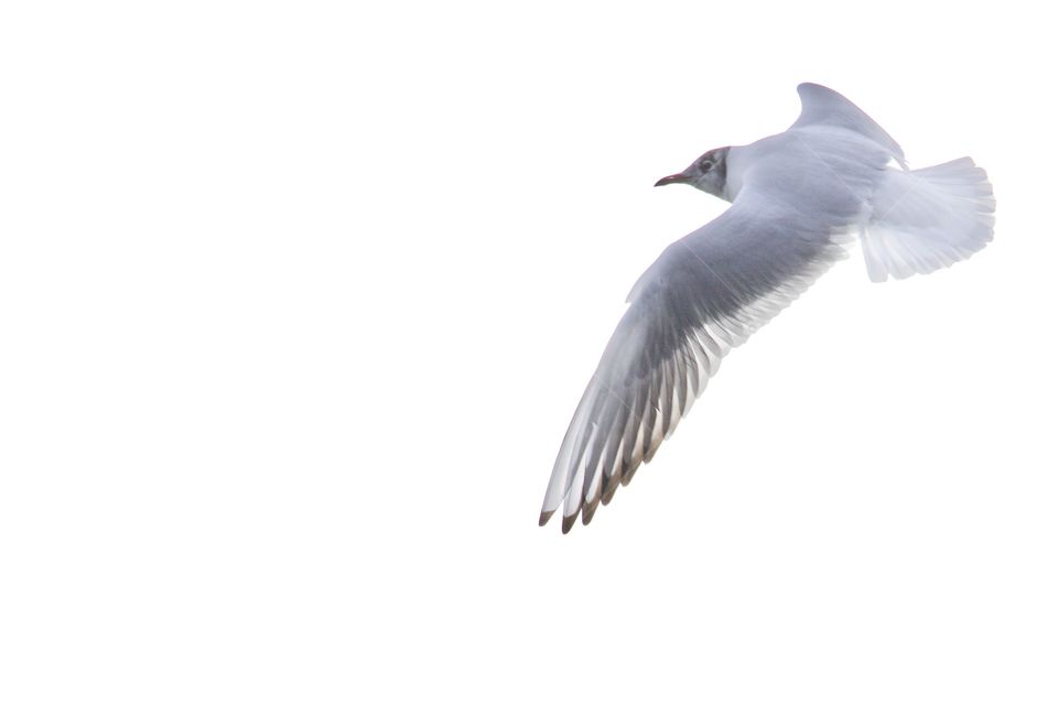 Seagull flying with spread wings