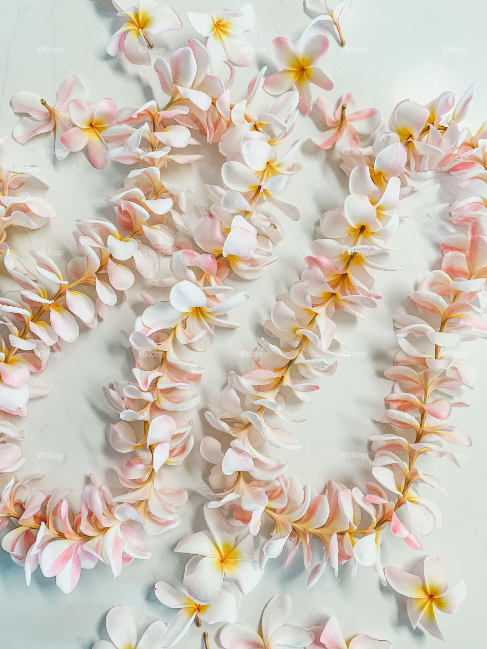 Handmade white, yellow and pink plumeria flower lei (garlands) made in the Hawaiian Islands on Kauai.
