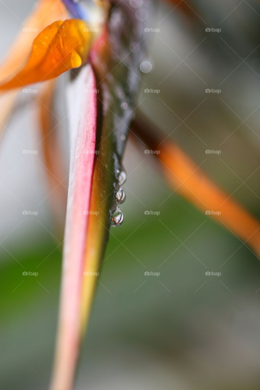 Water drop on leaf